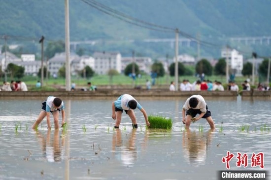 圖為5月21日，綏陽縣旺草中學學生在旺草萬畝大壩體驗插秧。唐哲 攝