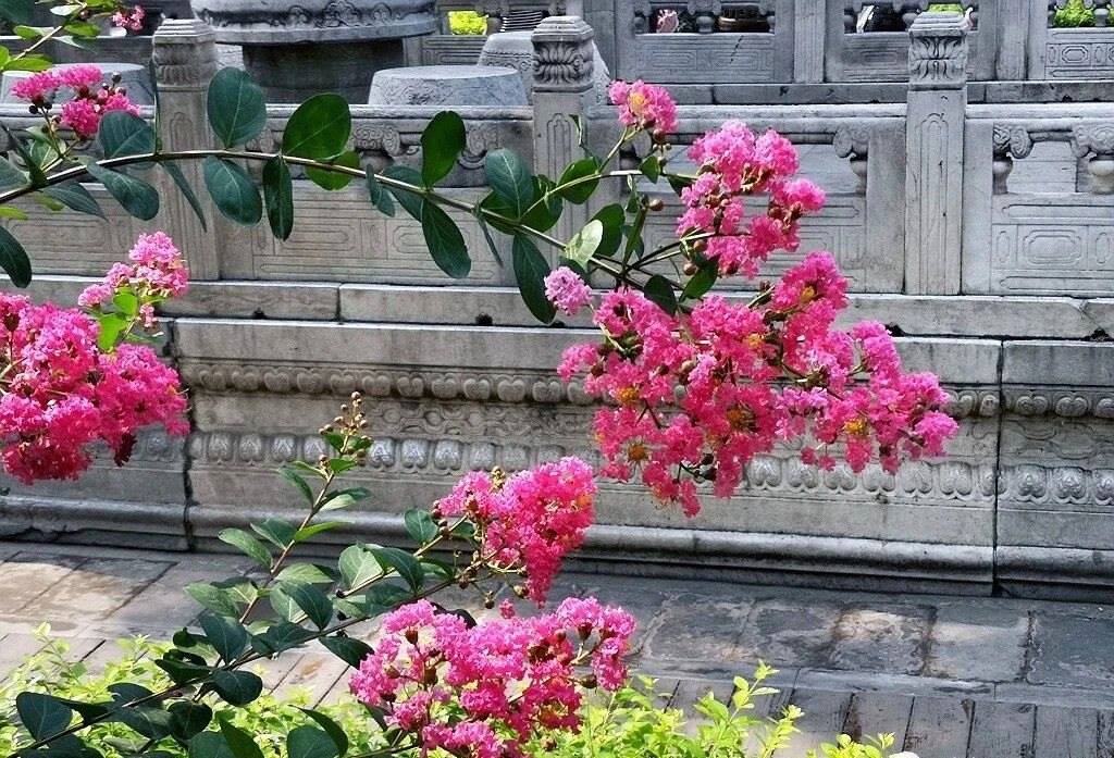 夏天的故宮一角。故宮博物院供圖