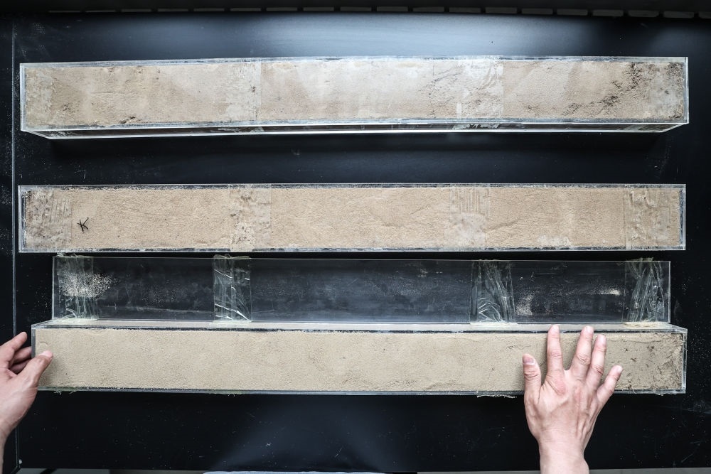 “草根博士”呂林有在遼寧省農(nóng)業(yè)科學(xué)院沙地治理與利用研究所章古臺基地實(shí)驗(yàn)室整理提取的沙地土壤剖面樣本（2024年5月30日攝）。新華社記者 潘昱龍 攝