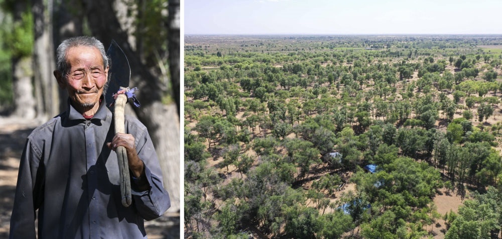 拼版照片：左圖為內(nèi)蒙古鄂托克前旗呼和陶勒蓋嘎查的牧民曹扎娃出門勞作（2023年6月14日攝）；右圖為曹扎娃的承包地（2023年6月14日攝，無人機(jī)照片）。20世紀(jì)80年代，在毛烏素沙地中，曹扎娃主動承包了2300多畝沙地。這么多年來，曹扎娃堅持種樹治沙，最終將沙地變成了林海。新華社記者 劉磊 攝