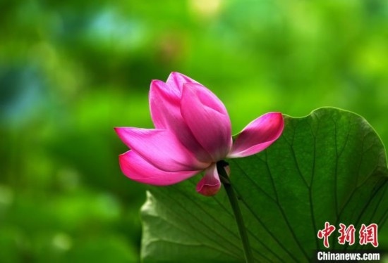 6月19日，時值一年畢業(yè)季，四川大學(xué)望江校區(qū)荷花池里的荷花盛開，成為了畢業(yè)生們的打卡圣地，吸引了眾多畢業(yè)生拍照留念。圖為盛開的荷花。中新社記者 安源 攝