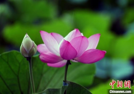 6月19日，時值一年畢業(yè)季，四川大學(xué)望江校區(qū)荷花池里的荷花盛開，成為了畢業(yè)生們的打卡圣地，吸引了眾多畢業(yè)生拍照留念。圖為盛開的荷花。中新社記者 安源 攝