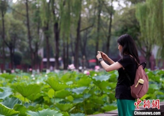 6月19日，時值一年畢業(yè)季，四川大學(xué)望江校區(qū)荷花池里的荷花盛開，成為了畢業(yè)生們的打卡圣地，吸引了眾多畢業(yè)生拍照留念。圖為畢業(yè)生在荷花池邊拍照留念。中新社記者 安源 攝