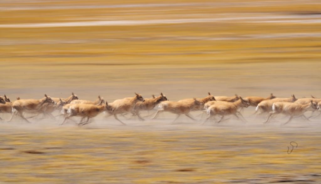 2024年6月13日，在羌塘國家級自然保護(hù)區(qū)，遷徙中的藏羚羊奔跑起來。新華社記者費茂華攝