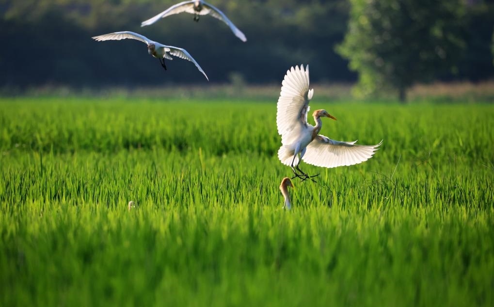 2023年8月7日，鷺鳥在山東省臨沂市郯城縣郯城街道水稻田間飛舞。新華社發(fā)（張春雷 攝）