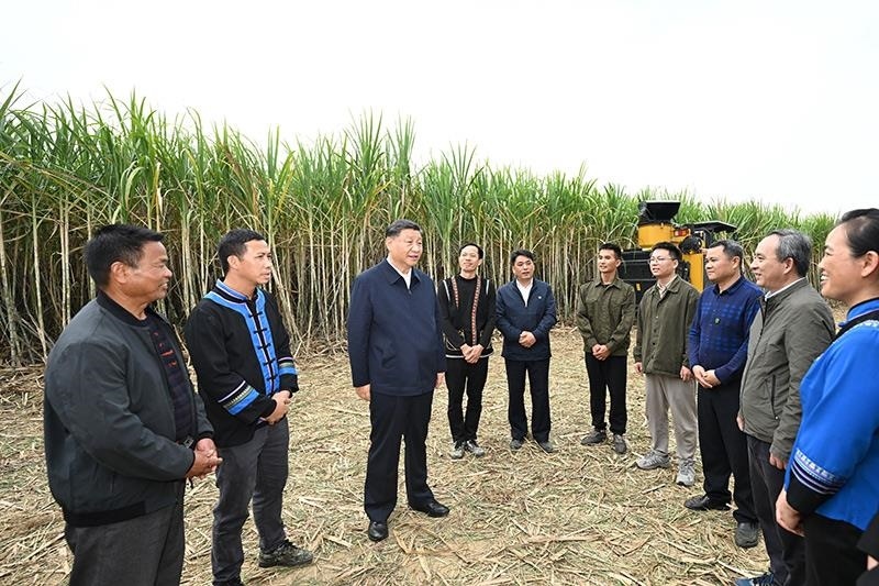 2023年12月14日，習(xí)近平總書記在廣西來賓市國家現(xiàn)代農(nóng)業(yè)產(chǎn)業(yè)園黃安優(yōu)質(zhì)“雙高”糖料蔗基地考察時，同蔗農(nóng)、農(nóng)機手和農(nóng)技人員親切交流。