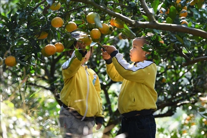 貴州黃平縣小朋友在校外勞動實踐基地采摘柑橘。