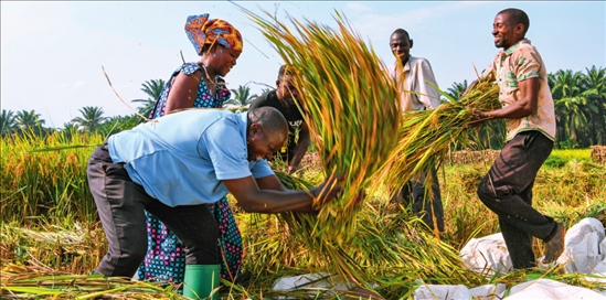 2018 年，中國農(nóng)業(yè)專家組在布隆迪布班扎省吉漢加縣設(shè)立首個水稻減貧示范村。圖為當(dāng)?shù)剞r(nóng)戶在稻田里給雜交水稻脫粒（2023 年 6 月 20 日攝） 韓旭攝 / 本刊
