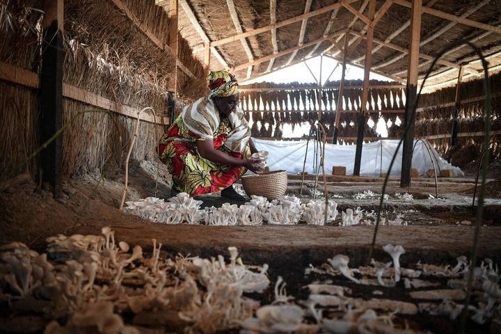 2024年2月6日，在中非共和國達(dá)馬拉，法蒂瑪在菇棚內(nèi)收獲菌草菇。2022年，法蒂瑪在聽說中國菌草專家在班吉傳授技術(shù)后主動前往學(xué)習(xí)，從一間小菌棚起步，逐漸擴(kuò)大為如今小有名氣的合作社。新華社記者 韓旭 攝