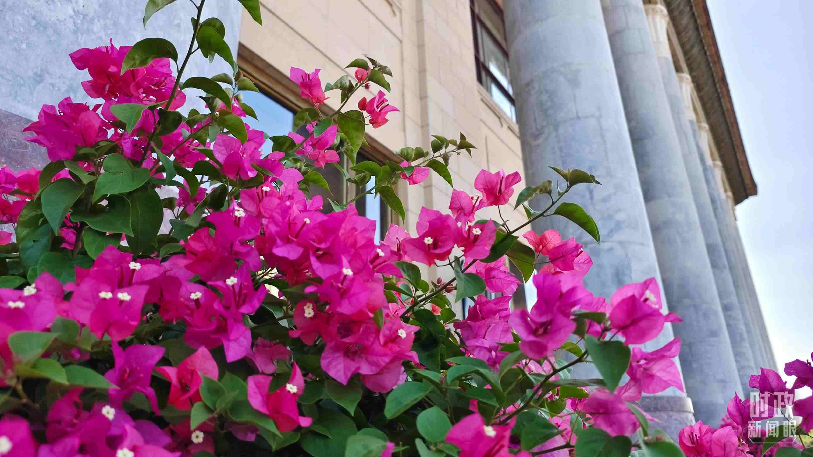 △人民大會堂外花團(tuán)錦簇。（總臺央視記者韓銳拍攝）