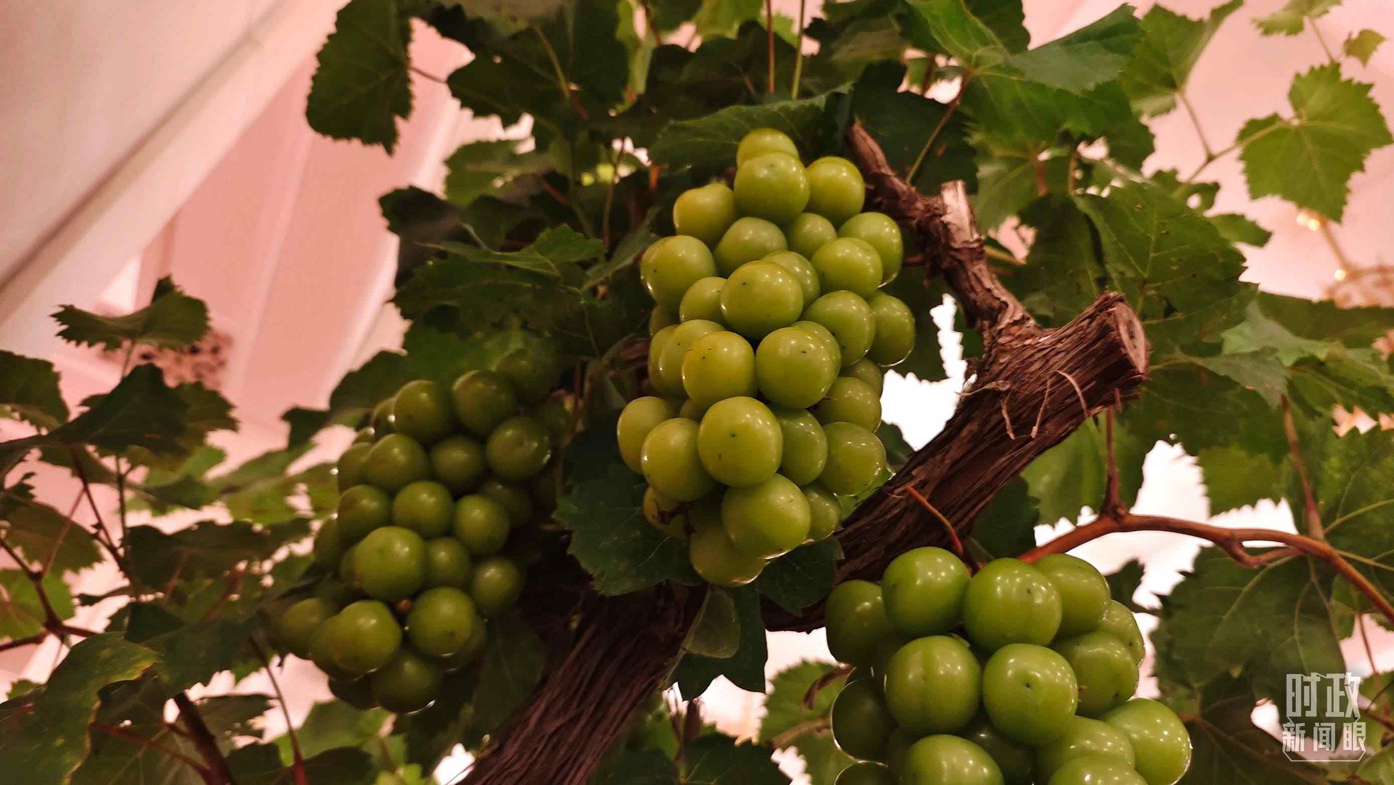  △人民大會堂的盆景，碩果累累。（總臺央視記者韓銳拍攝）