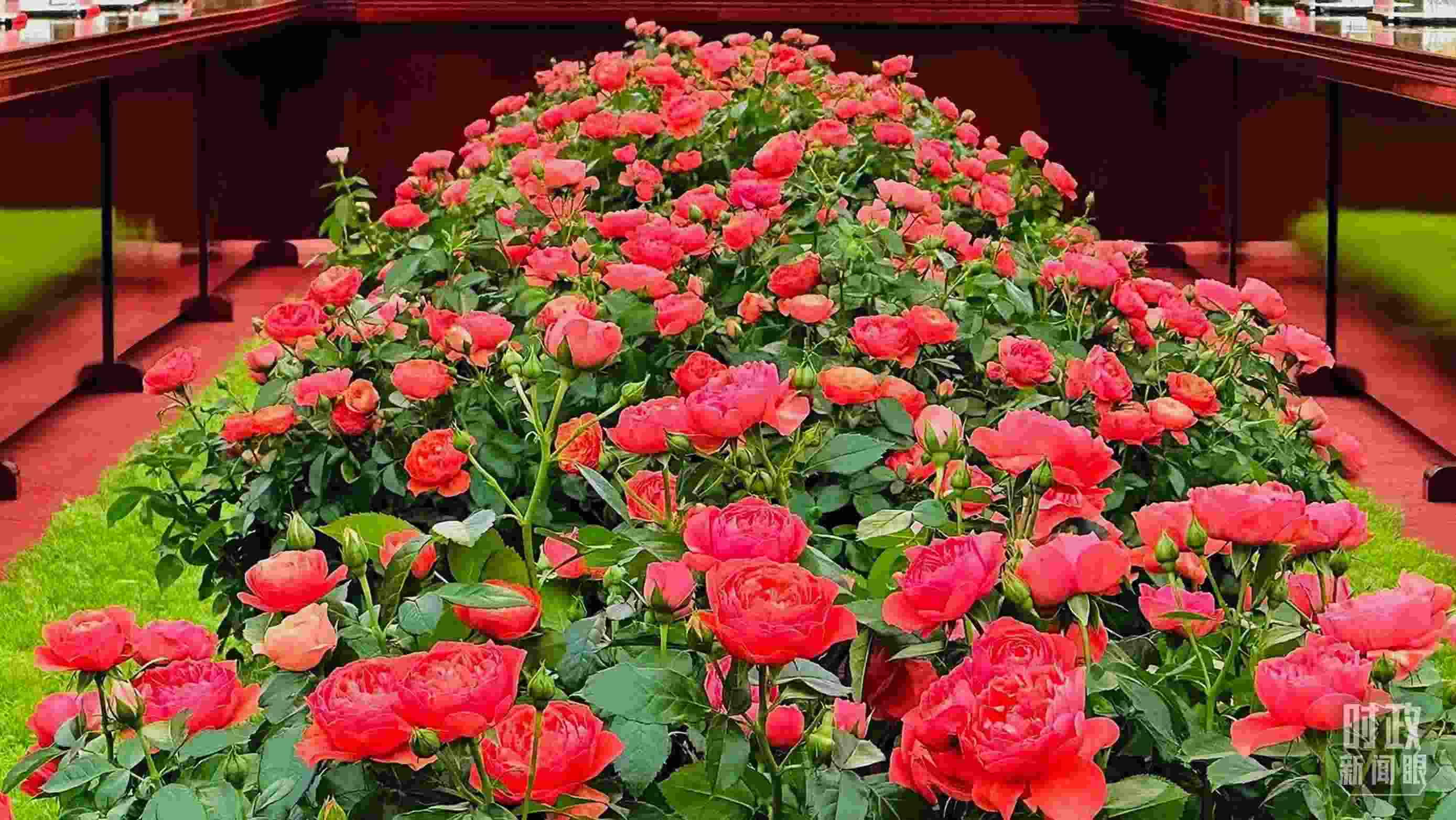 東大廳會(huì)談桌中間擺放的紅果汁月季，象征著蓬勃與堅(jiān)韌。（總臺(tái)央視記者范一鳴拍攝）