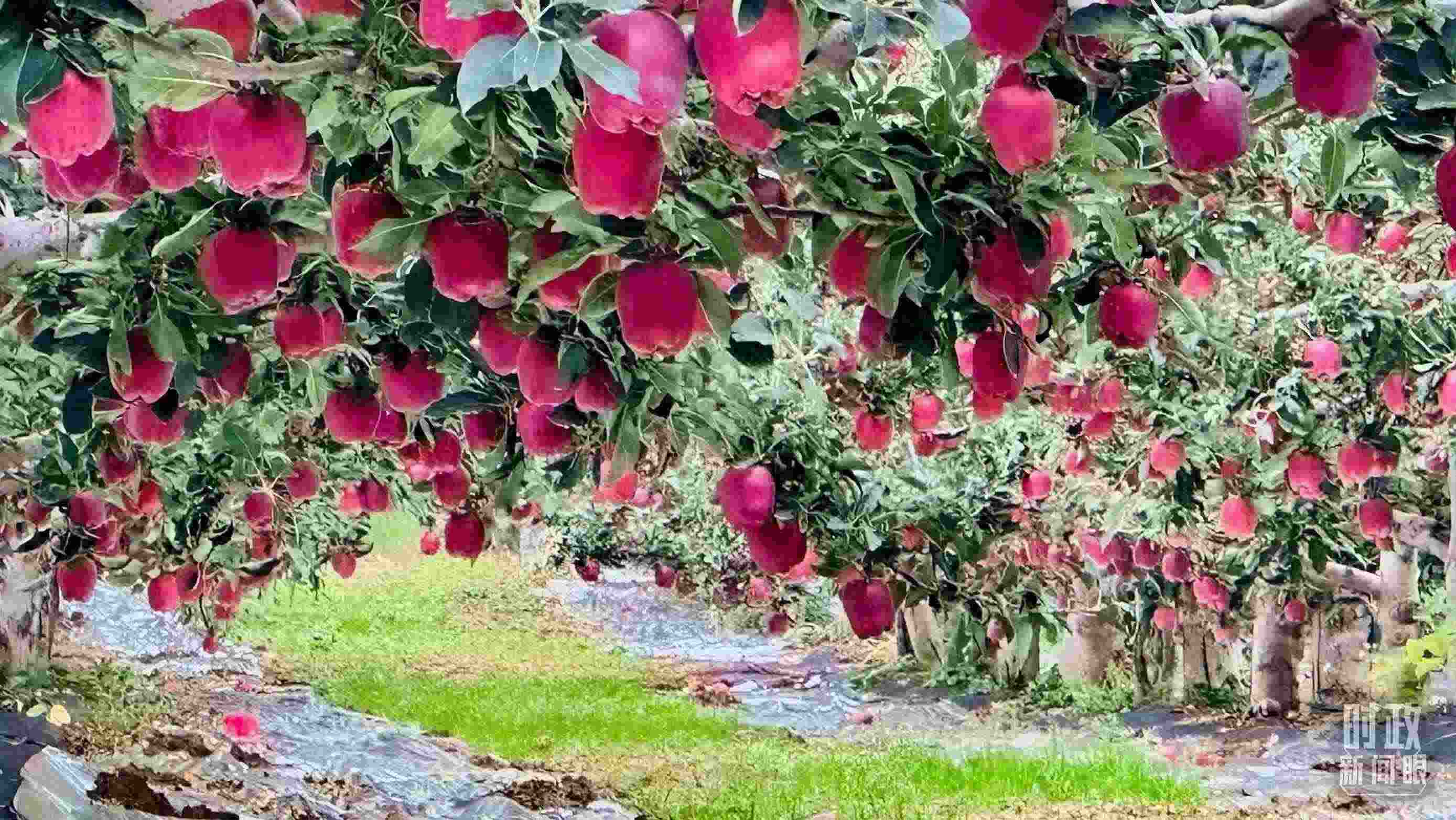 △ 麥積區(qū)南山花牛蘋果基地。（總臺(tái)央視記者范一鳴拍攝）