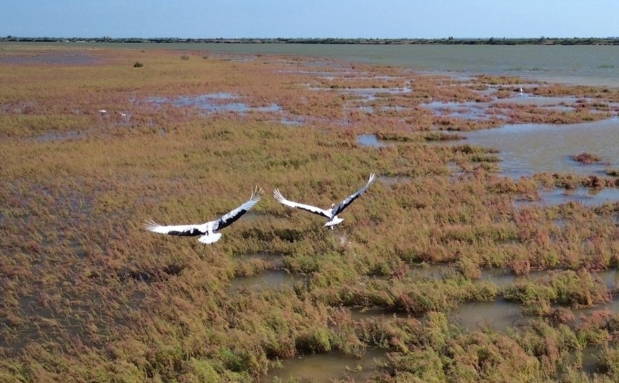 2024年8月28日，丹頂鶴在黃河三角洲國家級(jí)自然保護(hù)區(qū)展翅翱翔（無人機(jī)照片）。新華社記者 徐速繪 攝