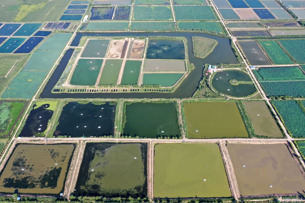 2024年8月13日在山西省臨猗縣薛公村拍攝的蟹塘（無人機(jī)照片）。薛公村位于黃河岸邊，有5000多畝黃河灘涂和近5000畝荒溝。當(dāng)?shù)赝ㄟ^將荒溝和灘涂進(jìn)行整合，發(fā)展特色水產(chǎn)養(yǎng)殖，讓守著黃河水、住在黃河灘的薛公村村民有了新的致富路。