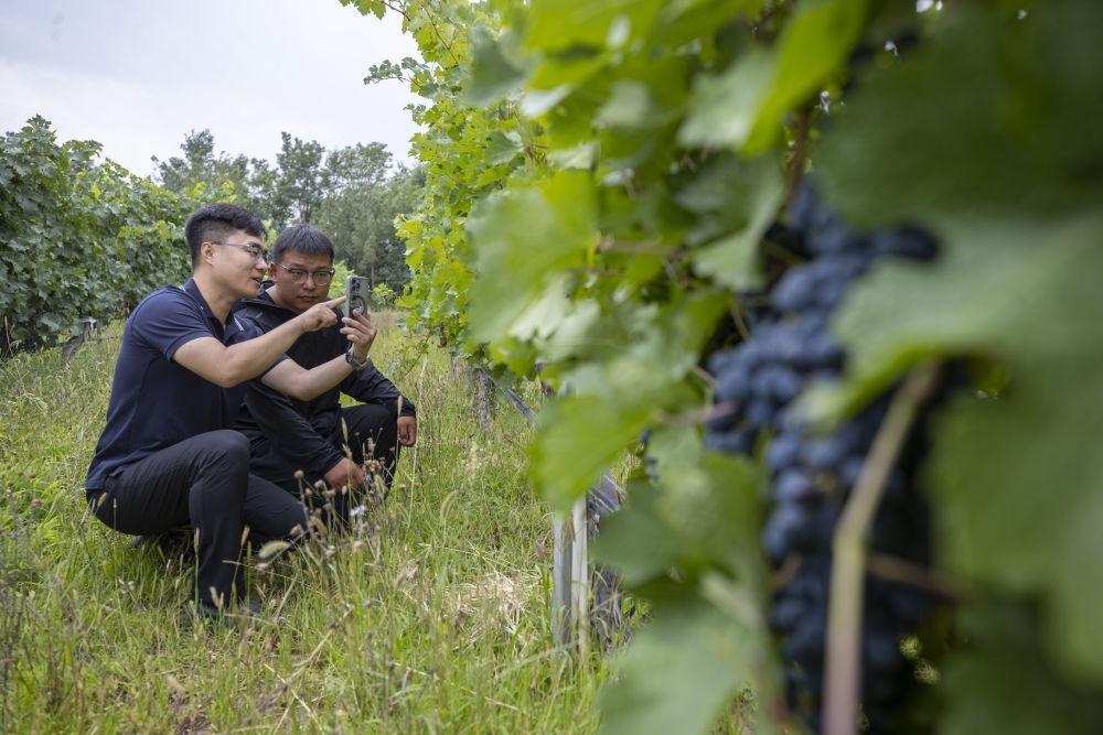 2024年8月15日，技術(shù)人員（左）和工作人員在寧夏銀川市西夏區(qū)的一個(gè)葡萄園工作。為推動(dòng)黃河流域生態(tài)保護(hù)和高質(zhì)量發(fā)展先行區(qū)建設(shè)，銀川市積極打造高標(biāo)準(zhǔn)葡萄園，借助各種傳感器監(jiān)測(cè)釀酒葡萄的生長(zhǎng)狀態(tài)，實(shí)現(xiàn)精準(zhǔn)灌溉，從而高效節(jié)約黃河水。