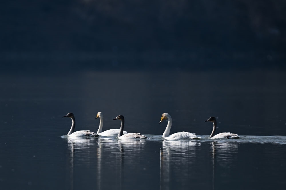 2023年11月30日，天鵝在青海省海東市化隆回族自治縣群科鎮(zhèn)境內(nèi)的黃河上游弋。近年來，青海省加大力度保護(hù)治理境內(nèi)黃河流域，改善當(dāng)?shù)厣鷳B(tài)環(huán)境，為越冬候鳥提供良好棲息地。