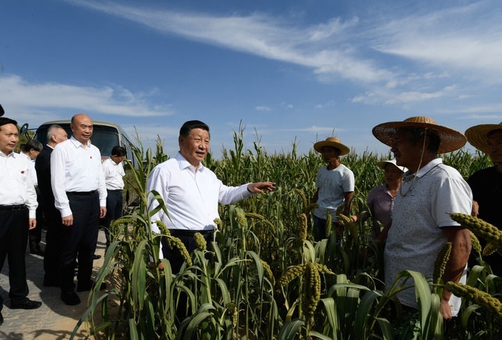 2021年9月13日至14日，中共中央總書記、國家主席、中央軍委主席習近平在陜西省榆林市考察。這是13日下午，習近平在米脂縣銀州街道高西溝村臨時下車，察看糧食作物長勢，同正在田間勞作的老鄉(xiāng)拉家常。新華社記者 李學仁 攝