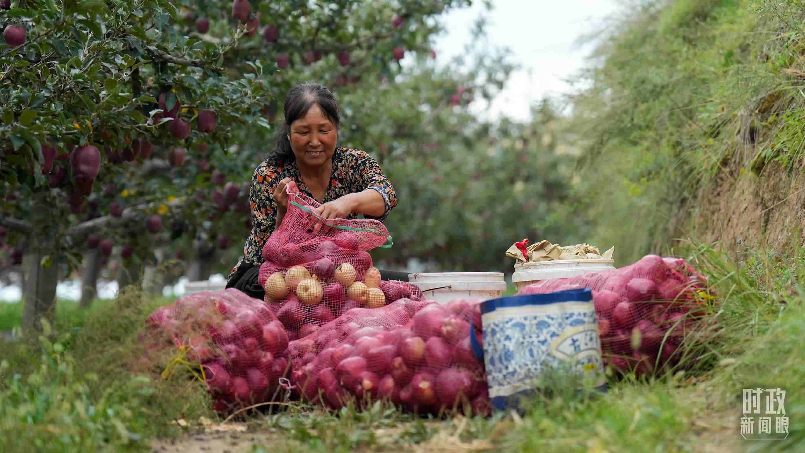 △南山花牛蘋果基地在2023年帶動(dòng)9000多戶村民實(shí)現(xiàn)增收。（總臺(tái)國(guó)廣記者李晉拍攝）
