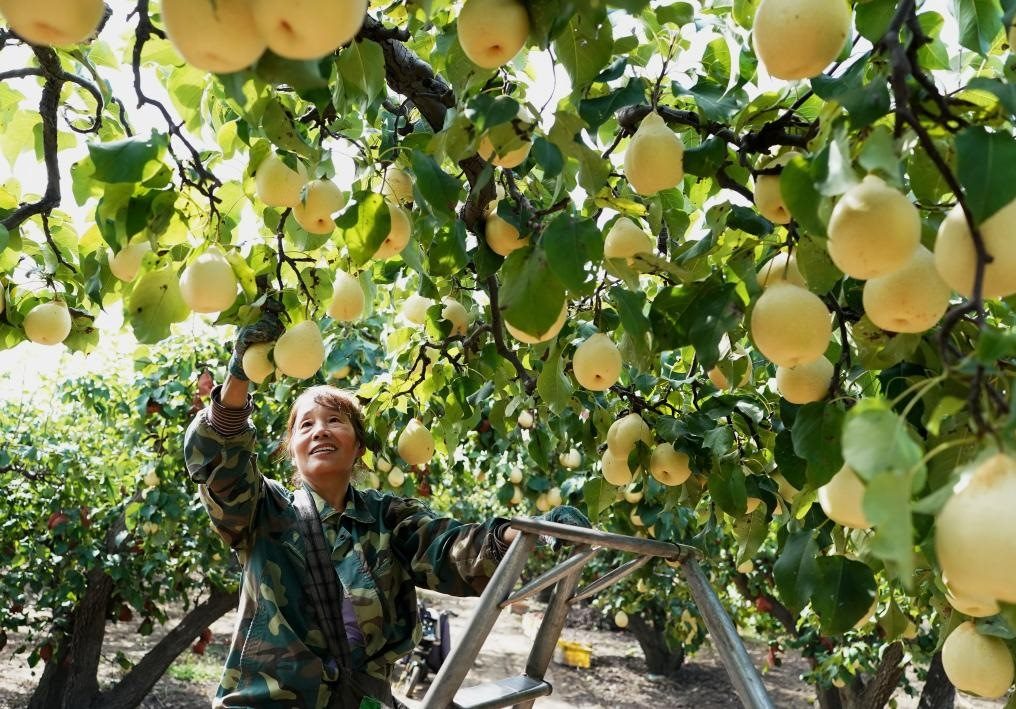 9月13日，河北省晉州市的農(nóng)民在果園采摘鴨梨。新華社記者楊世堯 攝