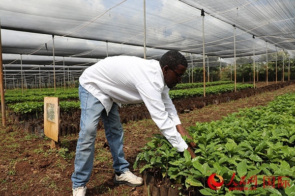 農(nóng)場協(xié)調(diào)員艾哈邁德·耶曼正在檢查咖啡幼苗。人民網(wǎng)記者 沈小曉攝