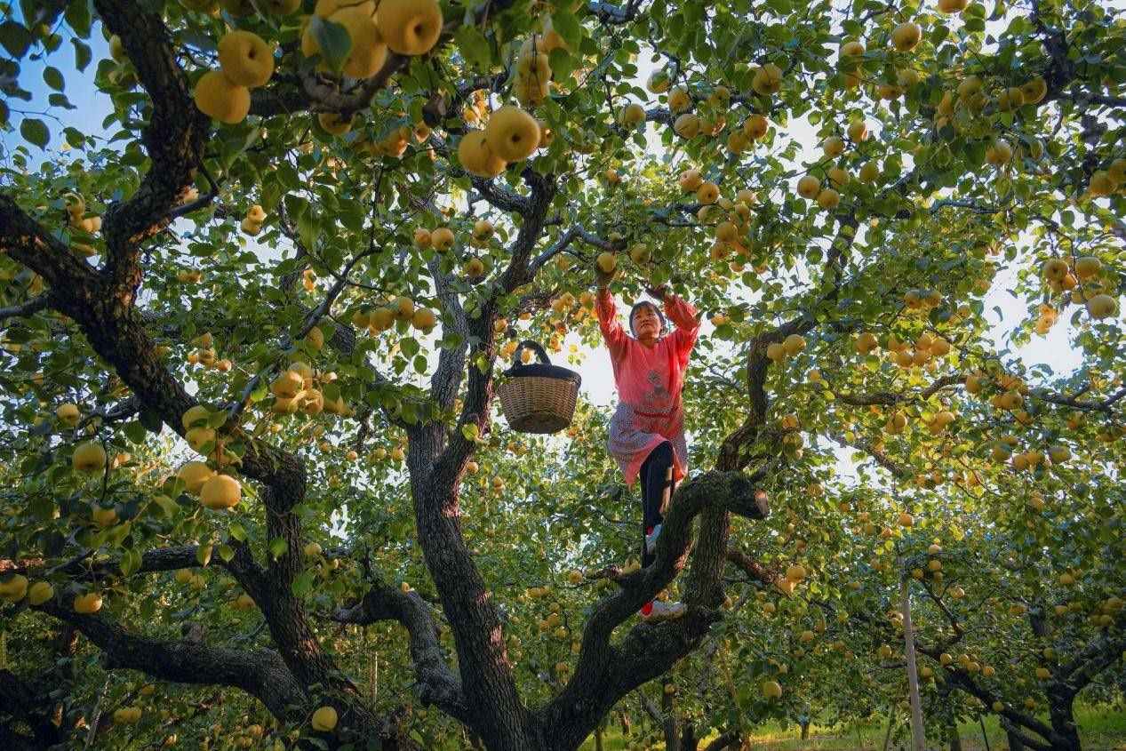2024年10月4日，安徽省宿州市碭山縣程莊鎮(zhèn)衡樓村百年老梨園里，梨農(nóng)在忙著采摘酥梨。來源:人民圖片