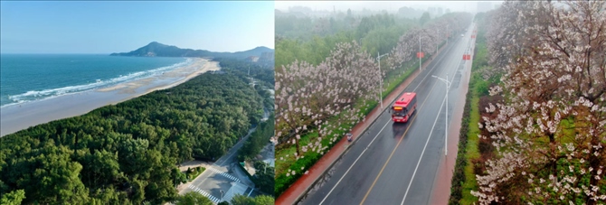 拼版照片：左圖為位于東山縣金鑾灣沿岸的木麻黃防護(hù)林帶（無人機(jī)照片，新華社記者 姜克紅 攝）；右圖為2021年4月20日在蘭考縣焦裕祿干部學(xué)院附近拍攝的泡桐花（無人機(jī)照片，新華社記者 郝源 攝）。