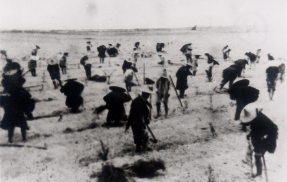 上世紀(jì)東山百姓在沙灘造林（資料照片）。