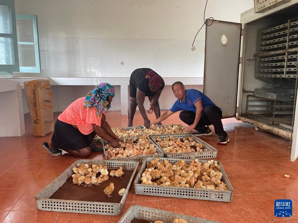 中國援圣普農(nóng)牧業(yè)技術(shù)項目組專家在圣多美和普林西比家禽繁育中心指導(dǎo)雛雞人工孵化技術(shù)（2024年10月8日攝）。新華社發(fā)（中國援圣普農(nóng)技組供圖）