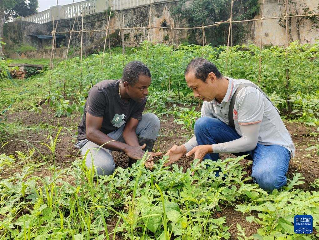 中國援圣普農(nóng)牧業(yè)技術(shù)項目組專家彭杰（右）在圣多美和普林西比的梅佐希大區(qū)指導(dǎo)蔬菜種植戶改善田間管理技術(shù)（2024年1月25日攝）。新華社發(fā)（中國援圣普農(nóng)技組供圖）
