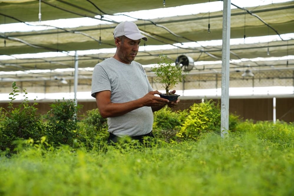 7月28日，在烏茲別克斯坦錫爾河州的上合組織農(nóng)業(yè)基地中烏現(xiàn)代農(nóng)業(yè)科技示范園，工作人員檢查盆栽植物。新華社發(fā)（扎法爾攝）