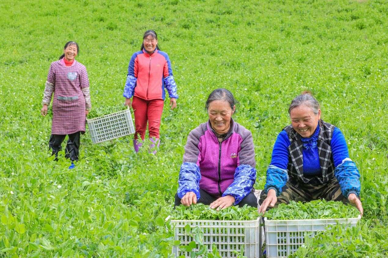 在四川省阿壩藏族羌族自治州馬爾康市馬爾康鎮(zhèn)納足村，當(dāng)季蔬菜喜獲豐收，群眾正在忙著采收、裝箱供應(yīng)市場。來源：人民圖片