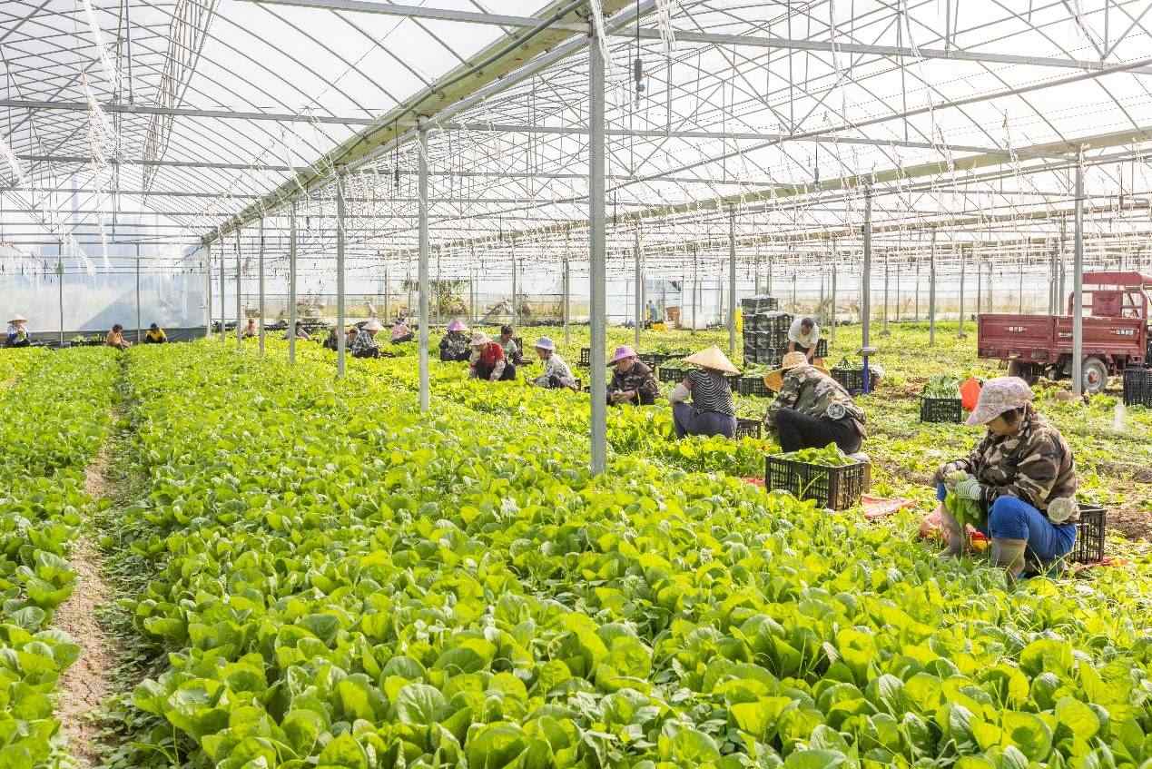 2024年10月8日，在廣西梧州市蒙山縣文圩鎮(zhèn)大明村一個大棚蔬菜基地內(nèi)，民工在采摘、包裝包心菜，準(zhǔn)備運(yùn)銷外地。來源：人民圖片