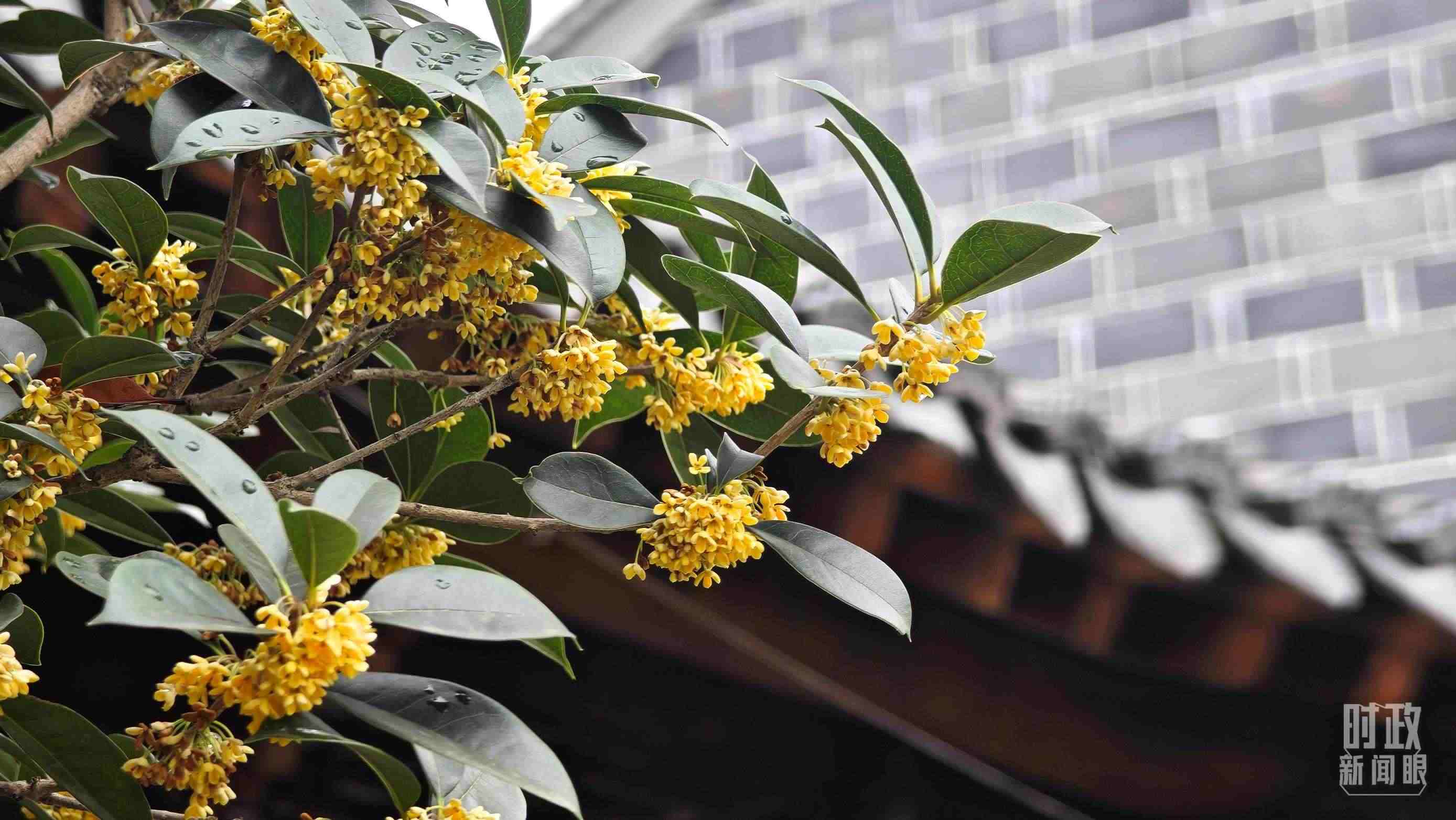 △六尺巷。（總臺(tái)央視記者趙化、彭漢明拍攝）