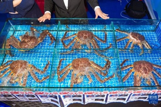 這是9月19日拍攝的吉林省琿春市一商家所售賣的帝王蟹。新華社記者 許暢 攝