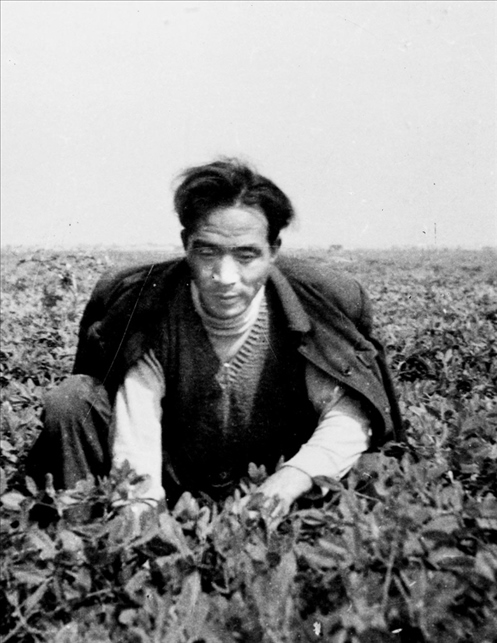 在蘭考期間，焦裕祿在田間勞動的情景。