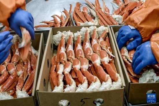 俄羅斯蟹業(yè)集團(tuán)的工作人員在生產(chǎn)線上加工產(chǎn)品（資料照片）。新華社發(fā)（俄羅斯蟹業(yè)集團(tuán)供圖）