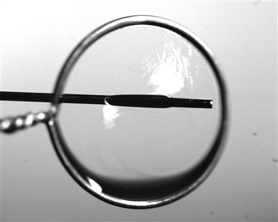 液膜被銅針穿透時仍能保持不破裂。 受訪者供圖