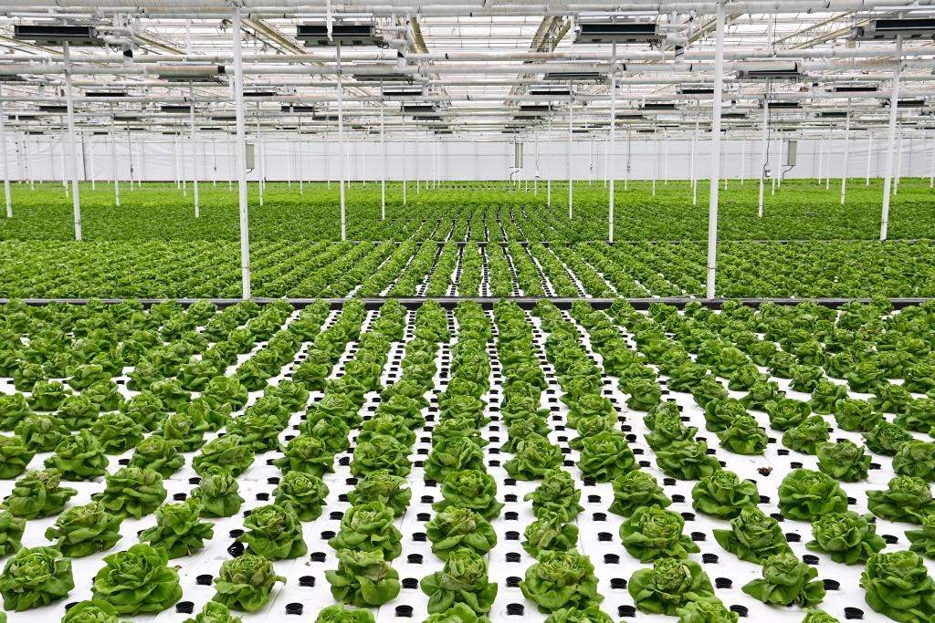 10月26日，楊凌智慧農(nóng)業(yè)示范園智慧溫室內(nèi)通過無土栽培技術(shù)種植的蔬菜。新華社記者 鄒競一 攝