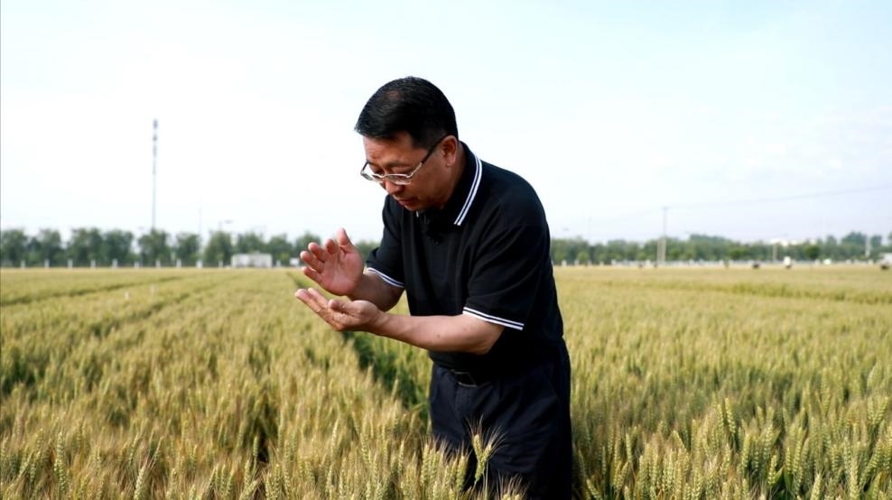 張福鎖在曲周查看小麥長勢。受訪者供圖