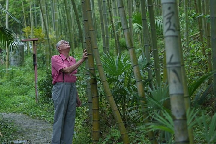 奈斯在莫干山的竹林里散步。