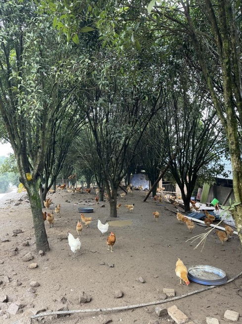 桂花林里的桂飛雞。劉軍國(guó)攝