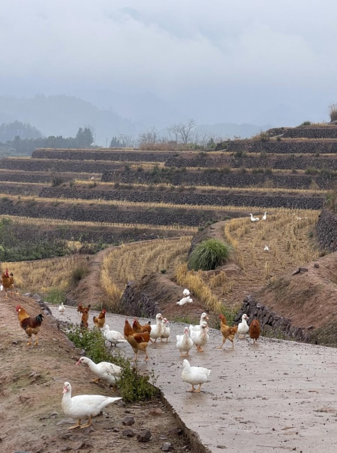 樨鄉(xiāng)記生態(tài)農(nóng)莊一隅。劉軍國(guó)攝