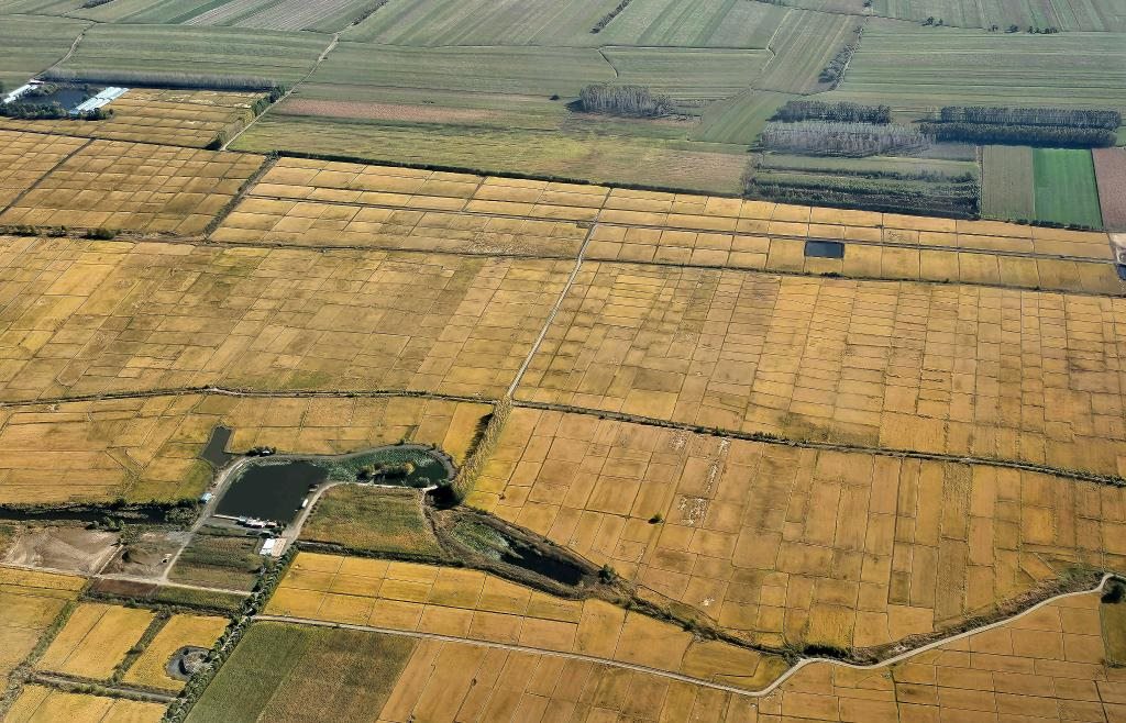 俯瞰黑龍江省哈爾濱市一處稻田（10月2日攝，無(wú)人機(jī)照片）。新華社記者 孫曉宇 攝