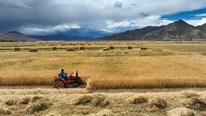 2024年9月10日在西藏日喀則市白朗縣巴扎鄉(xiāng)拍攝的秋收?qǐng)鼍埃o(wú)人機(jī)照片）。新華社記者 晉美多吉 攝