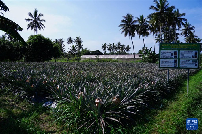 這是12月23日在斯里蘭卡馬坎杜拉拍攝的中國技術(shù)試驗田菠蘿田。新華社記者 陳冬書 攝