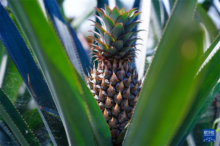 這是12月23日在斯里蘭卡馬坎杜拉拍攝的中國技術(shù)試驗田里的菠蘿。新華社記者 陳冬書 攝