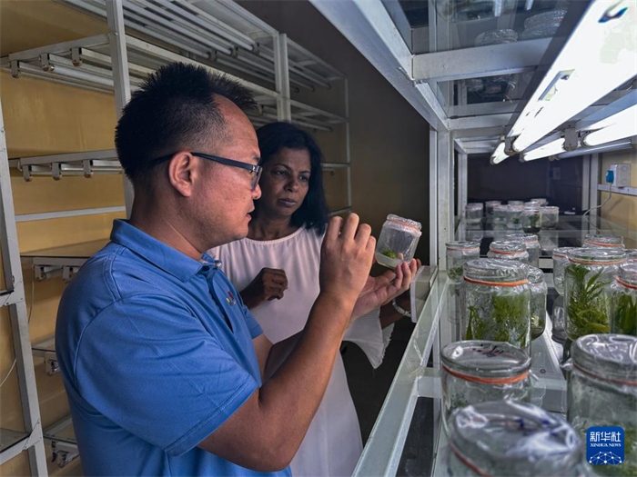 12月23日，在斯里蘭卡馬坎杜拉，中國專家與斯里蘭卡馬坎杜拉可持續(xù)農(nóng)業(yè)與發(fā)展研究中心主任達莎妮·賈亞曼納交流。新華社發(fā)（中國、聯(lián)合國糧農(nóng)組織與斯里蘭卡南南合作項目專家組供圖）