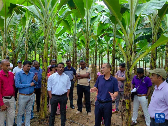 10月10日，在斯里蘭卡霍勒訥的一處香蕉示范基地，中國、聯(lián)合國糧農(nóng)組織與斯里蘭卡南南合作項目中國專家組組長孫德權(quán)為當?shù)剞r(nóng)民進行技術(shù)培訓(xùn)。新華社發(fā)（中國、聯(lián)合國糧農(nóng)組織與斯里蘭卡南南合作項目專家組供圖）