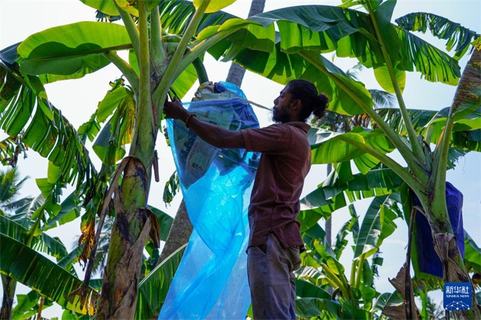 12月23日，在斯里蘭卡馬坎杜拉，農(nóng)民在香蕉試驗田里學(xué)習(xí)套袋技術(shù)。新華社記者 陳冬書 攝
